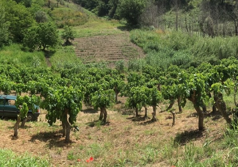 L’albero di Natale? Un gelso, adottato